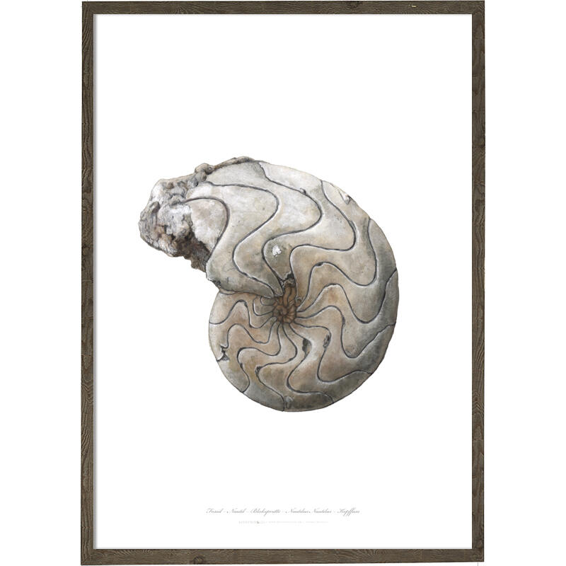 Nautilus - Impression d'art - Choisis la taille