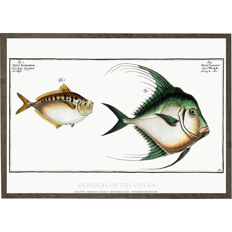 Zeus gallus, Zeus insidiator - IMPRESSION D'ART - CHOISIS LA TAILLE