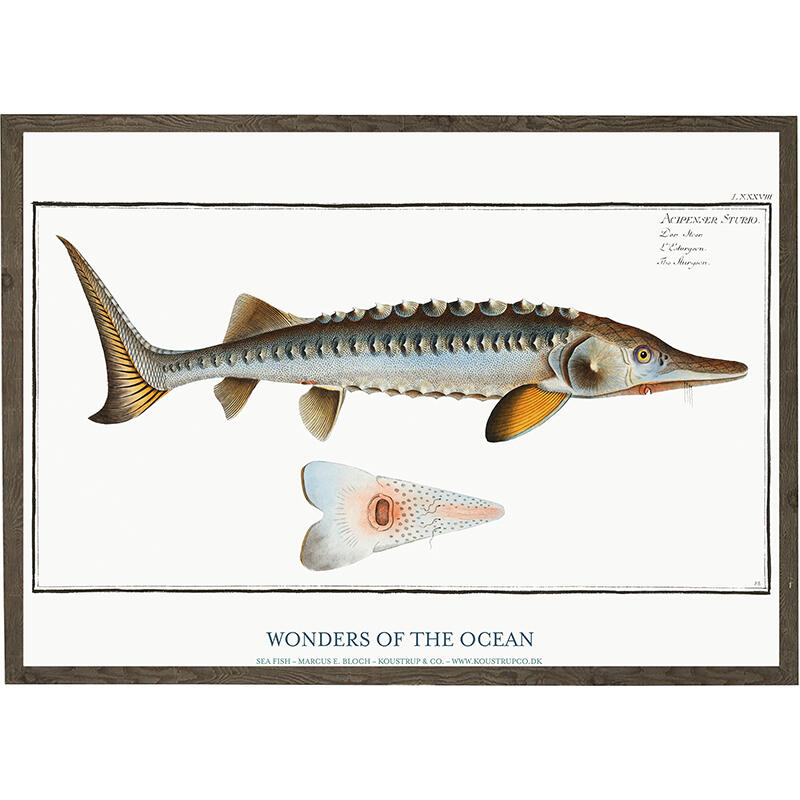 Acipenser Sturio - TIRAGE D'ART - CHOISIS LA TAILLE