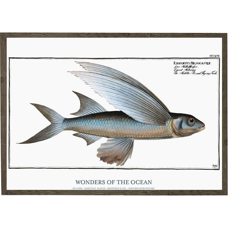 Exocoetus mesogaster - TIRAGE D'ART - CHOISIS LA TAILLE