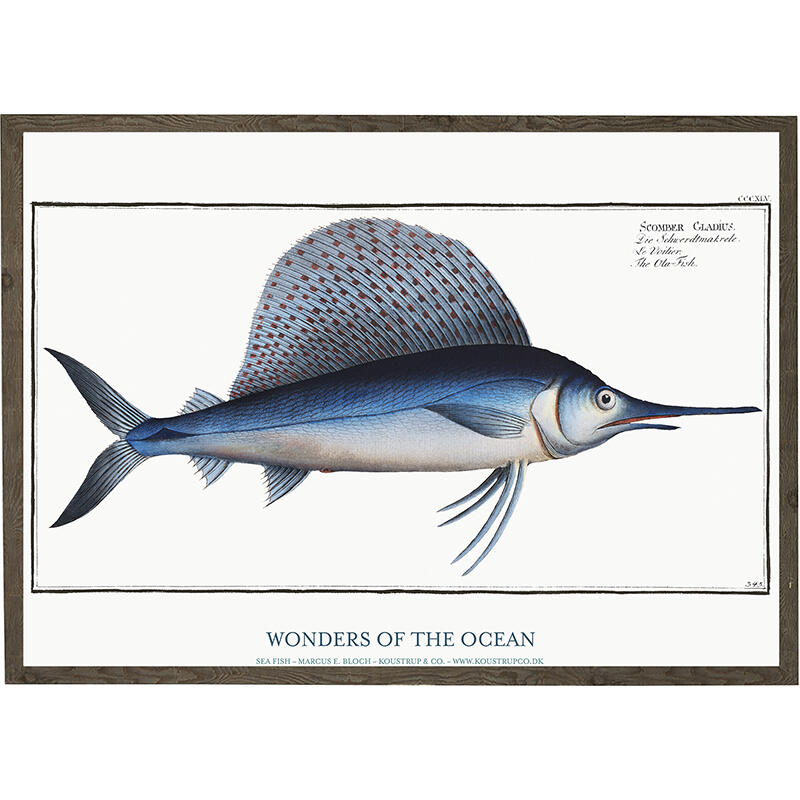 Scomber gladius - IMPRESSION D'ART - CHOISIS LA TAILLE