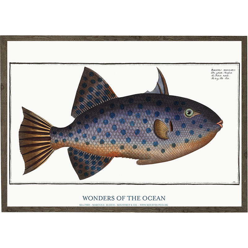 Balistes maculatus - ART PRINT - CHOOSE SIZE