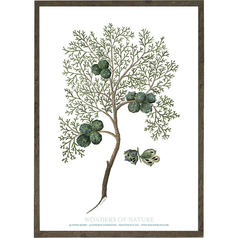 Junipeer berry - KUNSTPRINT - VÆLG STØRRELSE