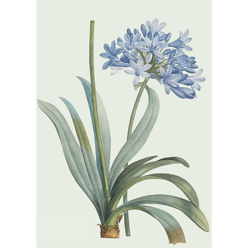 Agapanthus - biglietto singolo A5