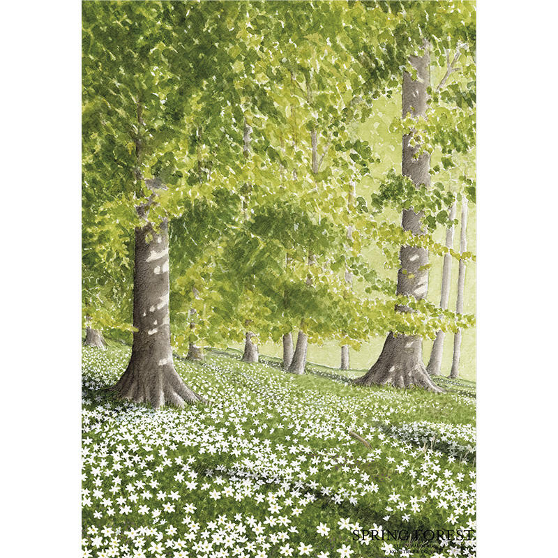 Spring forest - cartolina singola A5