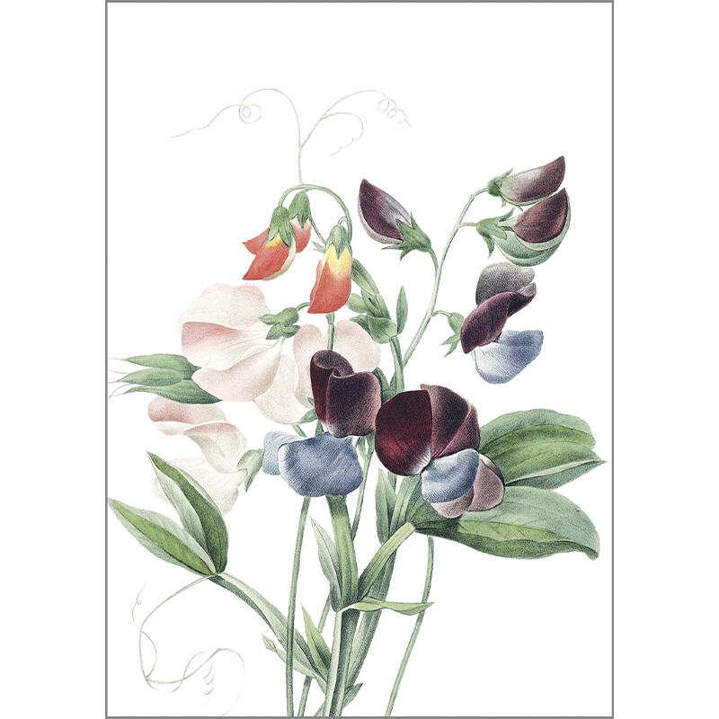 Lathyrus - carte simple A5
