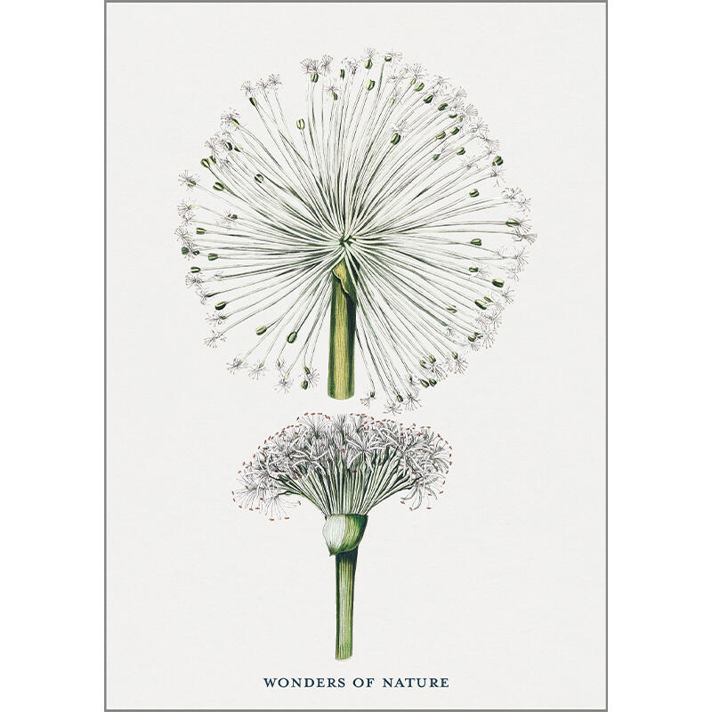 Taraxacum - A5 enkeltkort