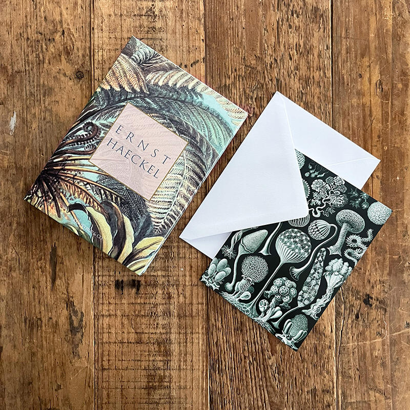 ERNST HAECKEL - 8 korttia