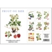 FRUITS ET BAIES - 8 cartes
