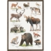 TRYK A4 - Nordic animals (Nordens dyr)