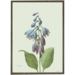Hosta