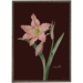 Amaryllis kunstprint