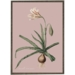 Amaryllis Broussonnetii pink - ART PRINT - CHOOSE SIZE