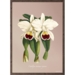 Orkide, Cattleya trianae - KUNSTPRINT - VÆLG STØRRELSE