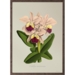 Cattleya mastersoniae - KUNSTPRINT - VÆLG STØRRELSE