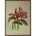 Cattleya Maxima - KUNSTPRINT - VÆLG STØRRELSE