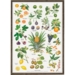plakat med orangeri planter