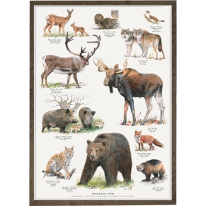 NORDENS DYR - Plakat A2