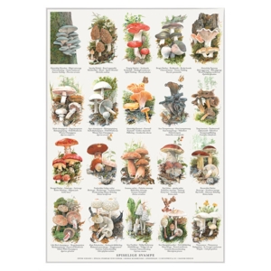 TRYK A4 - Spiselige svampe