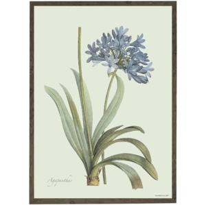 Agapanthus - KUNSTPRINT - VÆLG STØRRELSE