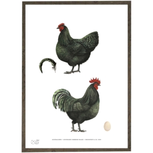 Australorps - HØNS - KUNSTPRINT - VÆLG STØRRELSE