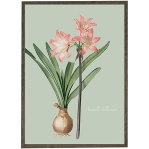 Amaryllis Belladonna - KUNSTPRINT - VÆLG STØRRELSE