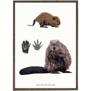 Beaver - ART PRINT - CHOOSE SIZE