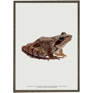 Spidssnudet frø - KUNSTPRINT - VÆLG STØRRELSE