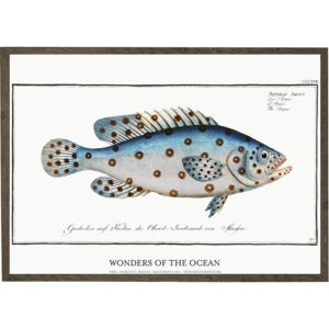 Anthias Argus - KUNSTPRINT - VÆLG STØRRELSE