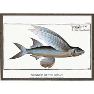 Exocoetus mesogaster - KUNSTPRINT - VÆLG STØRRELSE