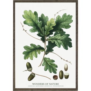 Common oak - KUNSTPRINT - VÆLG STØRRELSE