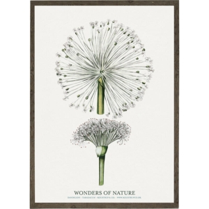 Dandelion - KUNSTPRINT - VÆLG STØRRELSE