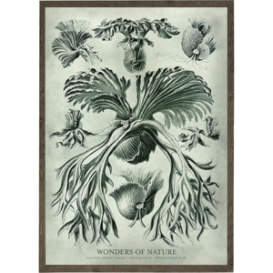 Filicinae - KUNSTPRINT - VÆLG STØRRELSE