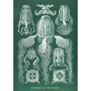 Cubomedusae - A5 enkeltkort