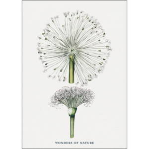 Taraxacum - A5 enkeltkort